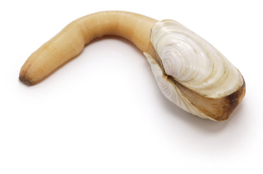 S001 - BC Wild Geoduck Clam (Grade AB, Non-Tank Stored) - Live